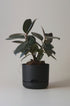 Mr Kitly x Decor selfwatering pots - Black - Plantsmith | Indoor Plants Melbourne